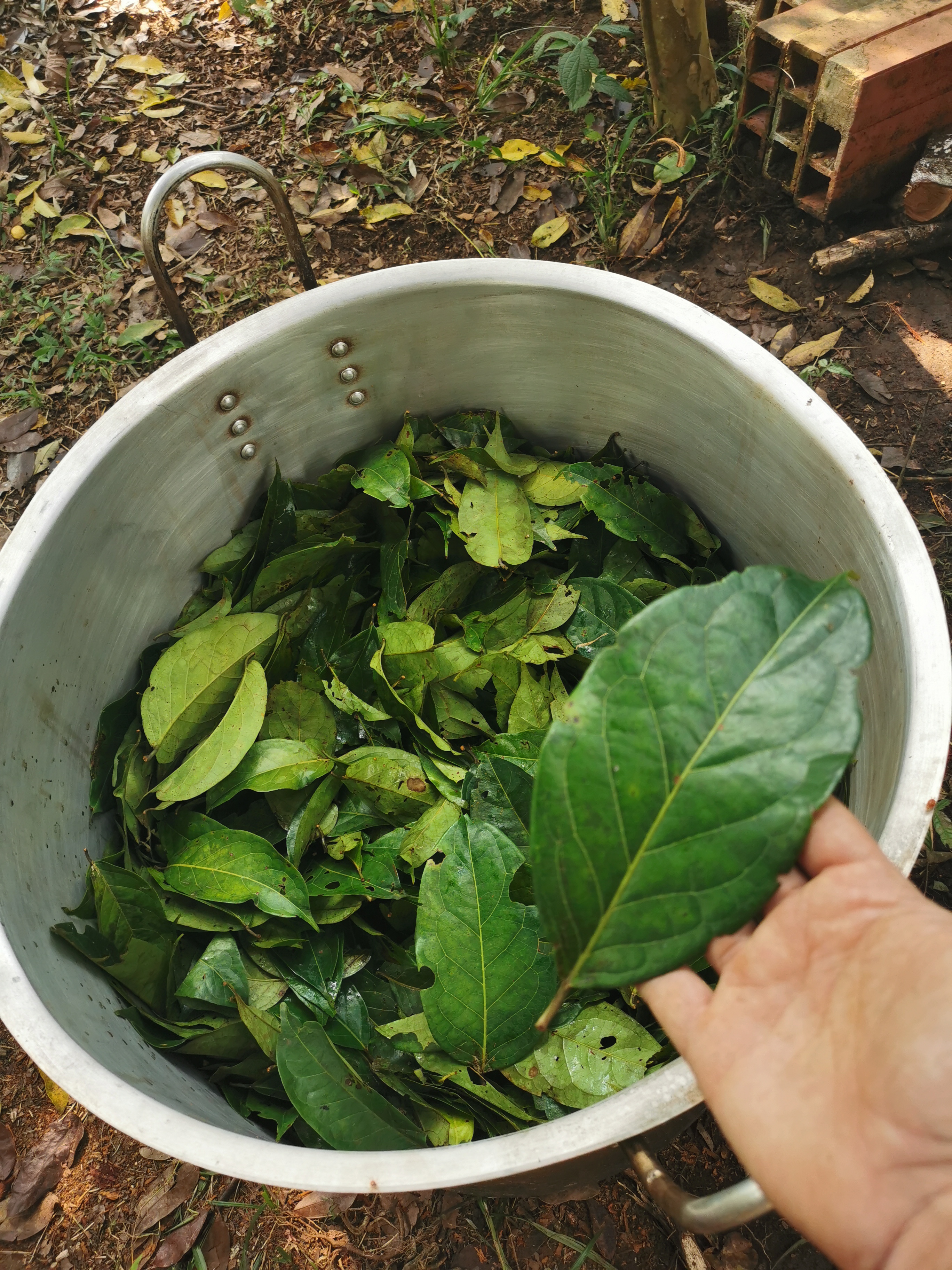 IMG_20240129_151545 ayahuasca retiro